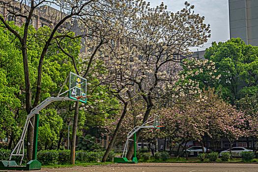 成都高考复读还是去学校